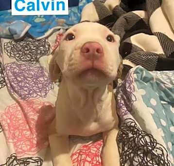 Photo of Calvin