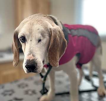 Photo of Ruby (Mabel)