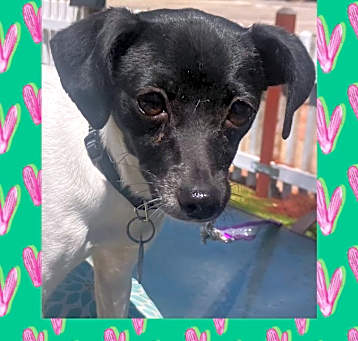 Photo of Dotty (6 lbs)