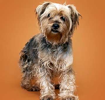 Photo of Tinker