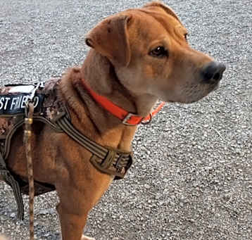 Photo of Hoss