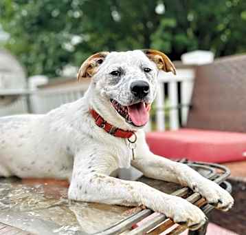 Photo of Wrangler
