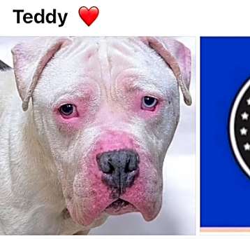 Photo of TEDDY