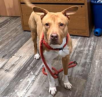 Photo of Tetra