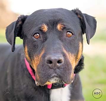 Photo of Duchess - In Foster
