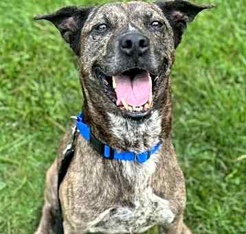 Photo of Penny Lane - In a foster home