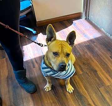 Photo of Hawkie cute short and stockie
