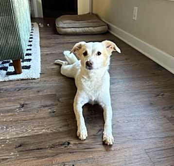 Photo of Simba
