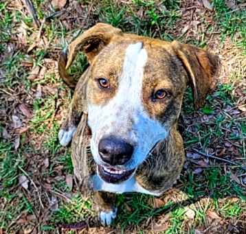 Photo of Cinnamon - Happy Girl!