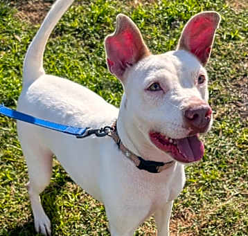 Photo of Soleil ~ $70 Adoption Fee special!
