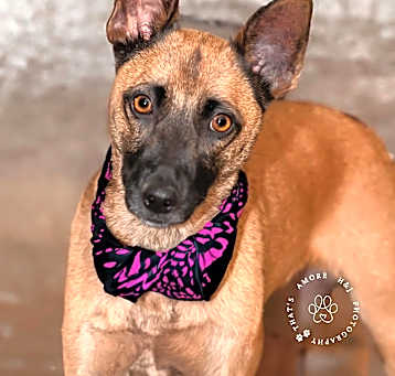 Photo of Piper