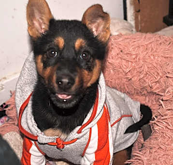 Photo of Willow