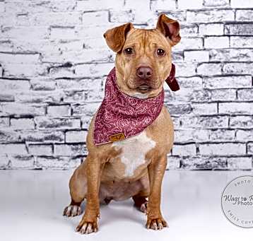 Photo of Boo Pup