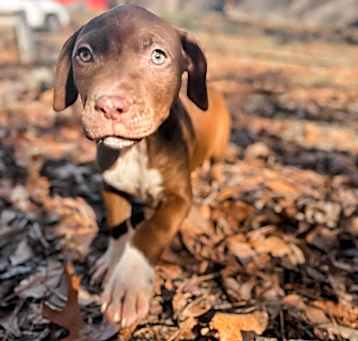 Photo of Piglet