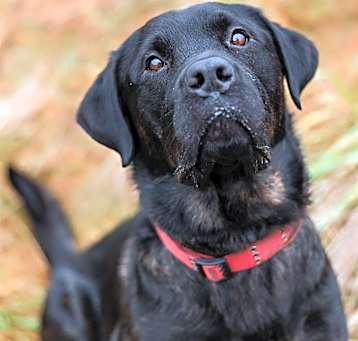 Photo of Nitro