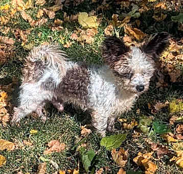 Photo of Scrappy Joe
