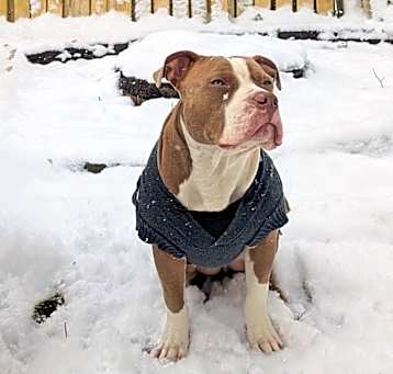 Photo of Dante