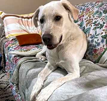 Photo of Briley