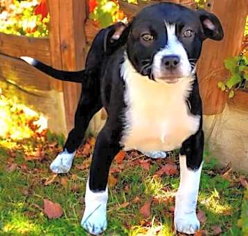 Photo of PUPPY JOHNSON