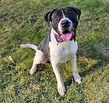 Photo of Huck