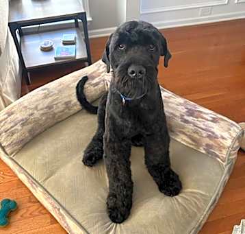 Photo of Samson