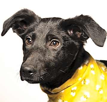 Photo of Flora - Reduced Adoption Fee