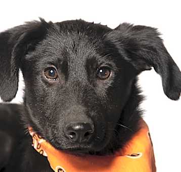 Photo of Fleur - Reduced Adoption Fee