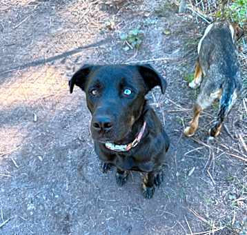 Photo of Bella