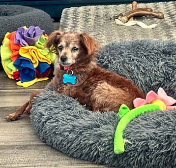 Photo of Dolly