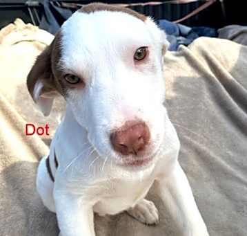 Photo of Dot (jh)