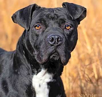 Photo of Jasper