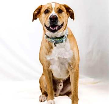 Photo of Dexter