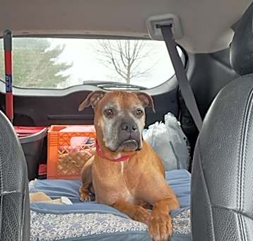 Photo of Rufus