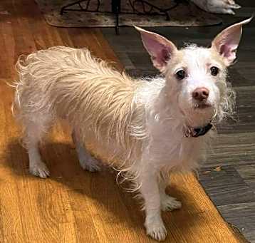 Photo of Sadie
