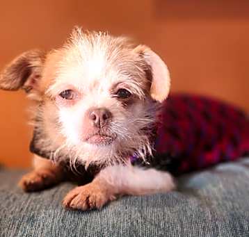Photo of Bonita