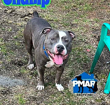 Photo of Champ