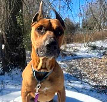 Photo of Baxter 2 URGENT URGENT!