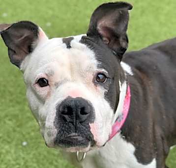 Photo of Betty Moo(in foster)