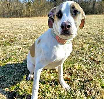Photo of Bandit