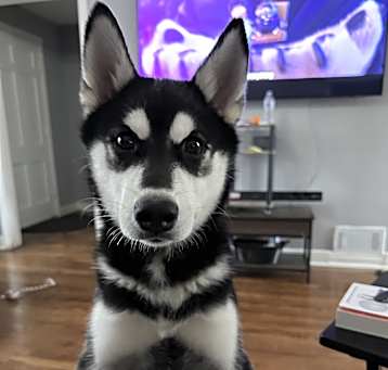 Photo of Max