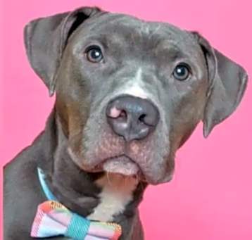 Photo of Deuce