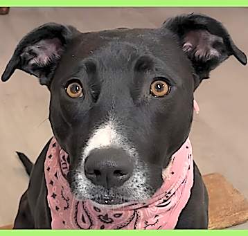Photo of Nova