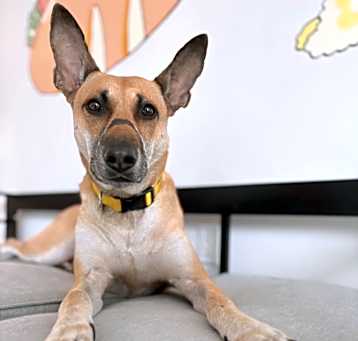 Photo of Ginger