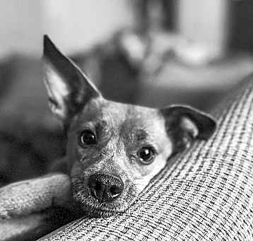 Photo of Cinnamon