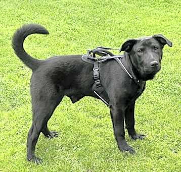 Photo of Xu Litter Orion
