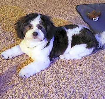 Photo of Oreo