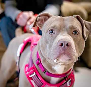 Photo of Timber