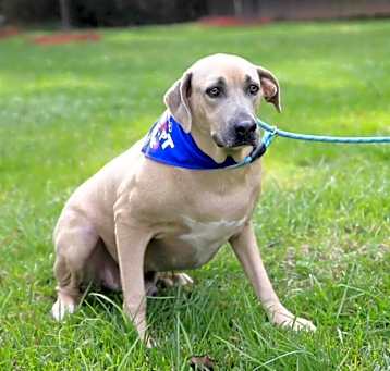 Photo of Bruno (ARRIVAL TBD)