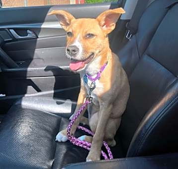 Photo of Maxine (LOCALLY FOSTERED)