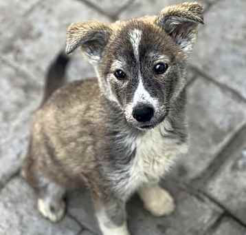 Photo of Ranger